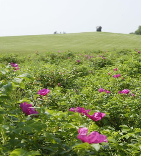 女子のほしいが叶っちゃう！　人気の北海道ドライブルート