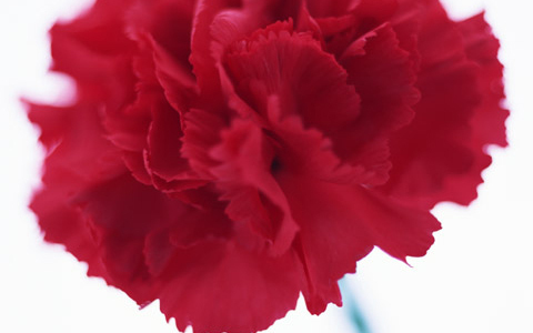 母の日の心温まる贈り物って？ みんなの予算とオススメもチェック！