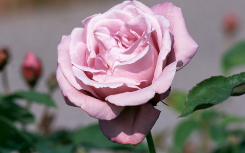 ローズの香りで女子力＆幸せ度UP！  ローズガーデンを堪能できるのは今！