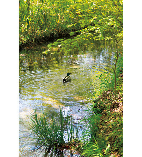 京都へ来たら、早起きしなくちゃ損！　パワスポも満喫できる朝さんぽのススメ