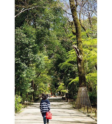 京都へ来たら、早起きしなくちゃ損！　パワスポも満喫できる朝さんぽのススメ