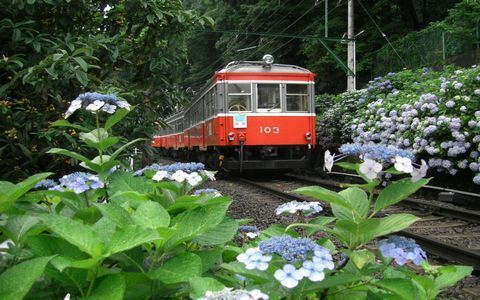 この時期だけのお楽しみ！ 乗って、歩いて、箱根あじさい巡り