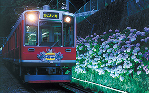 この時期だけのお楽しみ！ 乗って、歩いて、箱根あじさい巡り