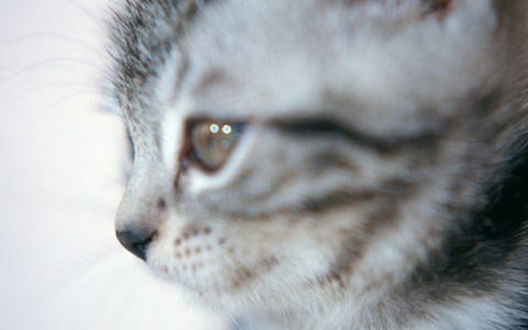 愛猫の死に後悔ばかり… ペットロスに耐えられないときの対処法【心屋仁之助 塾】