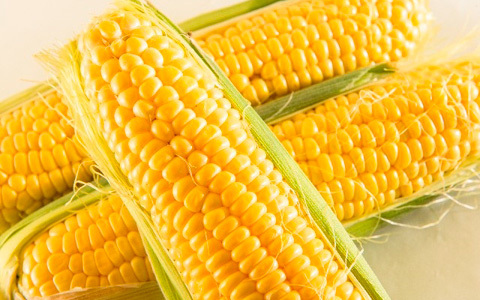 安全はどこへ…実はみんな食べている遺伝子組み換え食品