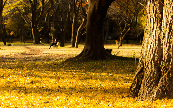 距離を縮めたいカップルにおすすめ！ 秋の都内・お散歩デートプラン