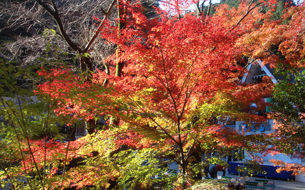 紅葉狩りトレッキングへ出かけよう！ 初心者にもおすすめ、紅葉が美しい山はコチラ
