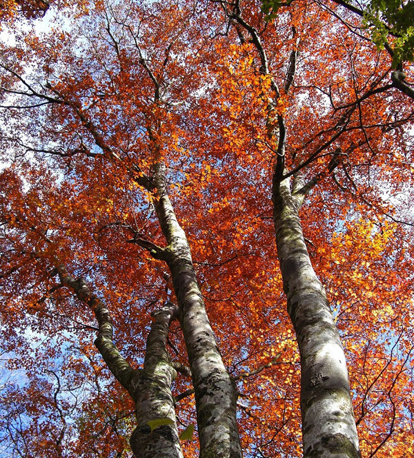紅葉狩りトレッキングへ出かけよう！ 初心者にもおすすめ、紅葉が美しい山はコチラ