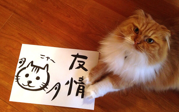 トラ猫と不器用な人間との友情に注目！『舟を編む』【映画ライター渡まち子の「猫目線」映画レビュー2】