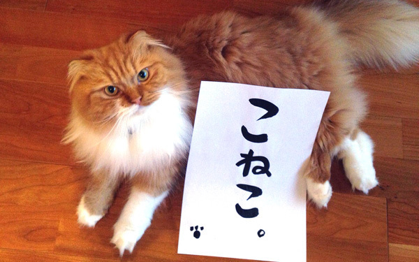 猫たちの名演技を観よ！　ロシア発、猫映画の決定版『こねこ』【映画ライター渡まち子の「猫目線」映画レビュー3】