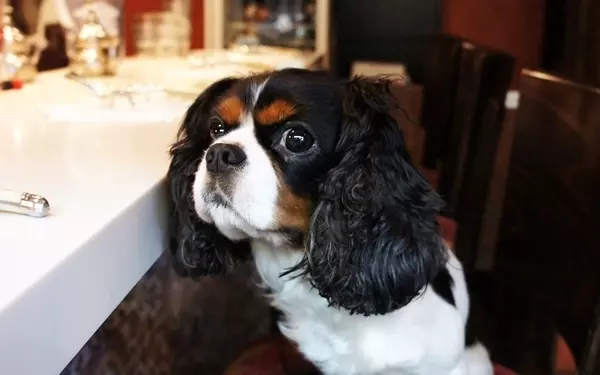 ミントティーとクスクスで楽しむエキゾチックなモロッコ時間＠ダール・ロワゾー