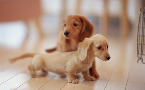 あなたはどっち？　猫系女子、犬系女子の特徴6つ【後編】