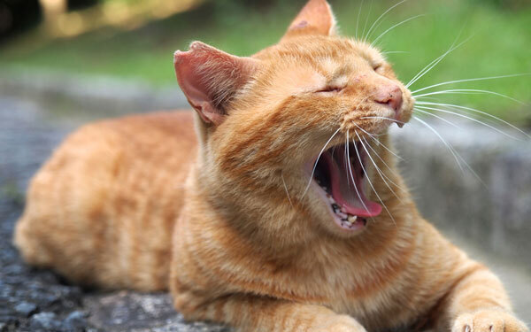 猫と売れないフォーク・シンガーの旅物語 『インサイド・ルーウィン・デイヴィス 名もなき男の歌』【映画ライター渡まち子の「猫目線」映画レビュー5】