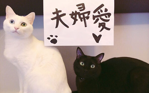 迷い猫が離婚しそうな夫婦を救う？ 『愛してる、愛してない』【映画ライター渡まち子の「猫目線」映画レビュー6】