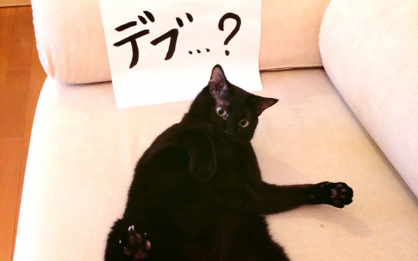 愛猫の体重管理にはご注意を！　『Ｎ.Ｙ.式ハッピー・セラピー』【映画ライター渡まち子の「猫目線」映画レビュー7】