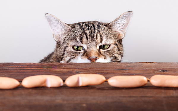 愛猫の体重管理にはご注意を！　『Ｎ.Ｙ.式ハッピー・セラピー』【映画ライター渡まち子の「猫目線」映画レビュー7】