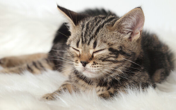 これぞニャンダフルライフ！ 猫と暮らす幸せを感じる『グーグーだって猫である』【映画ライター渡まち子の「猫目線」映画レビュー8】