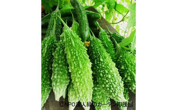 種まき準備はいまから、節約にもなる「緑のカーテン」初心者向けの育て方