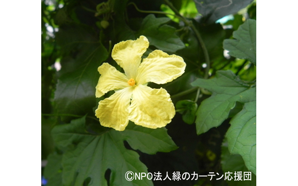 種まき準備はいまから、節約にもなる「緑のカーテン」初心者向けの育て方