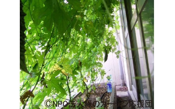 種まき準備はいまから、節約にもなる「緑のカーテン」初心者向けの育て方