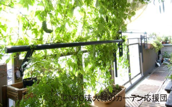 種まき準備はいまから、節約にもなる「緑のカーテン」初心者向けの育て方