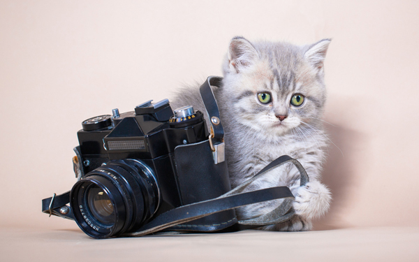 恐るべし猫ネットワーク！ 大人気児童文学の映画化『ネコのミヌース』【映画ライター渡まち子の「猫目線」映画レビュー9】