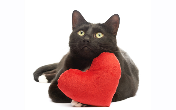 猫と人間の恋愛は可能?! 『陽だまりの彼女』【映画ライター渡まち子の「猫目線」映画レビュー10】