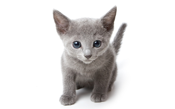 猫と人間の恋愛は可能?! 『陽だまりの彼女』【映画ライター渡まち子の「猫目線」映画レビュー10】