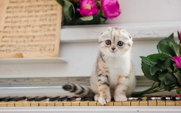 猫が見守る天才ピアニスト『シャイン』【映画ライター渡まち子の「猫目線」映画レビュー11】　