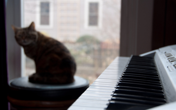 猫が見守る天才ピアニスト『シャイン』【映画ライター渡まち子の「猫目線」映画レビュー11】　