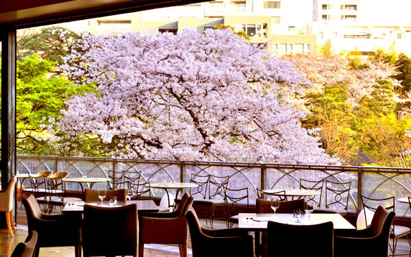 桜の満開間近 お花見女子会ができる都内のレストラン ラウンジをチョイス ウーマンエキサイト 2 2