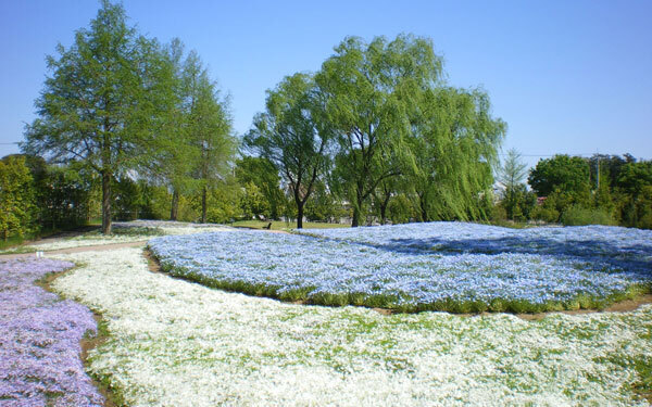 桜と富士山の最強コンビも拝める！ いまからでも満開の桜が見られる穴場スポット