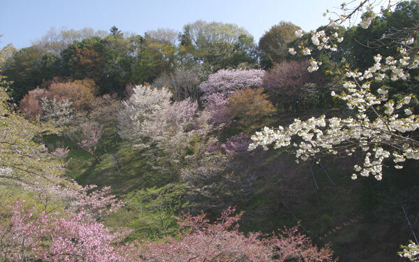 桜と富士山の最強コンビも拝める！ いまからでも満開の桜が見られる穴場スポット
