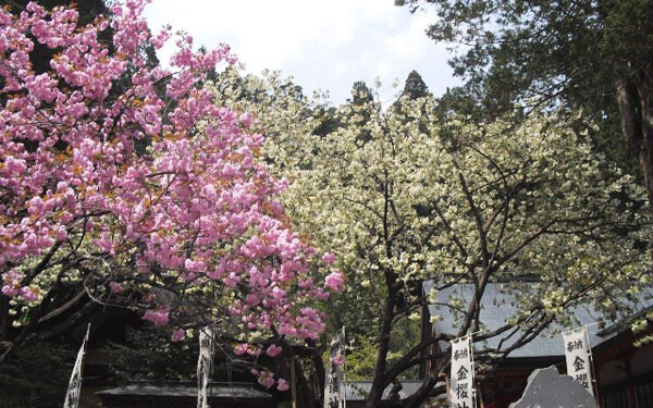 桜と富士山の最強コンビも拝める！ いまからでも満開の桜が見られる穴場スポット