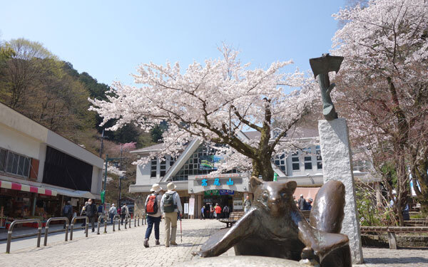 すべて初心者向け。山桜が眺められる絶景ハイキング3選
