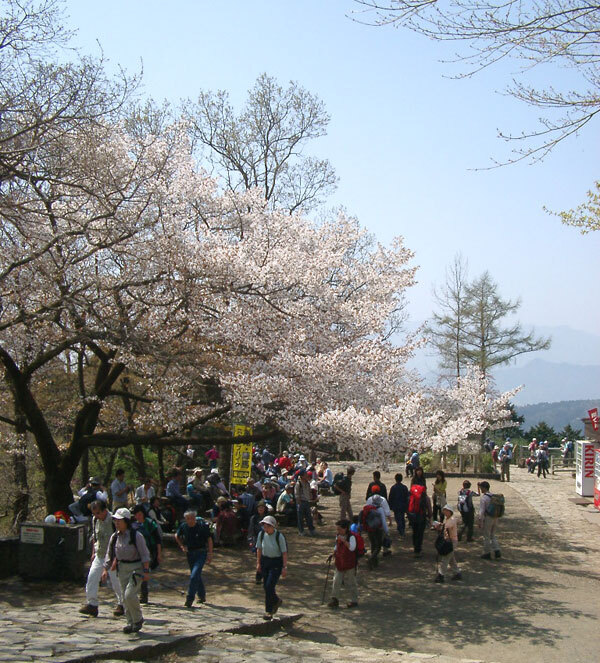 すべて初心者向け。山桜が眺められる絶景ハイキング3選