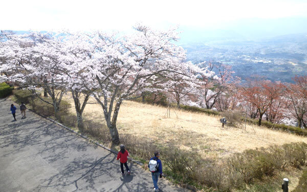 すべて初心者向け。山桜が眺められる絶景ハイキング3選