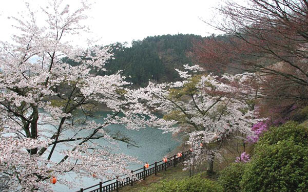 すべて初心者向け。山桜が眺められる絶景ハイキング3選
