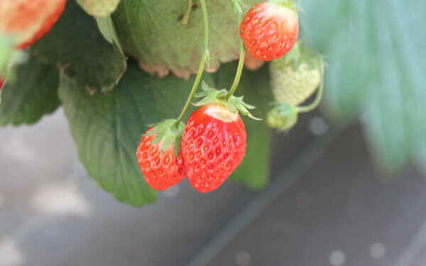 春はいちご狩りデートに行こう！ 電車で行けて駅からも近い「いちご農園」2選