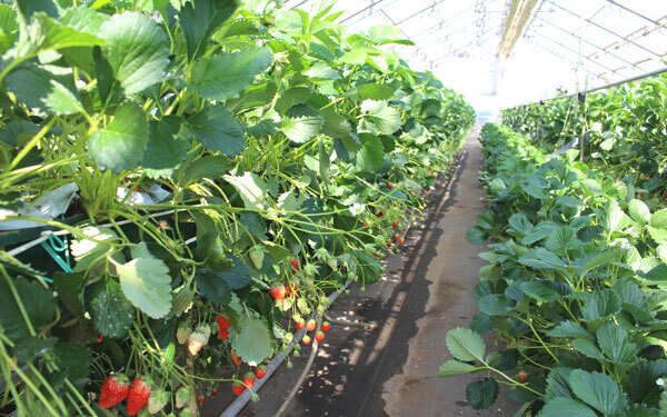 春はいちご狩りデートに行こう！ 電車で行けて駅からも近い「いちご農園」2選