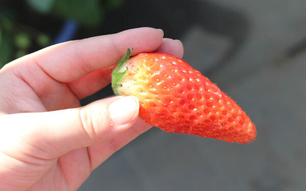 春はいちご狩りデートに行こう！ 電車で行けて駅からも近い「いちご農園」2選