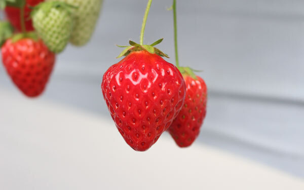 春はいちご狩りデートに行こう！ 電車で行けて駅からも近い「いちご農園」2選