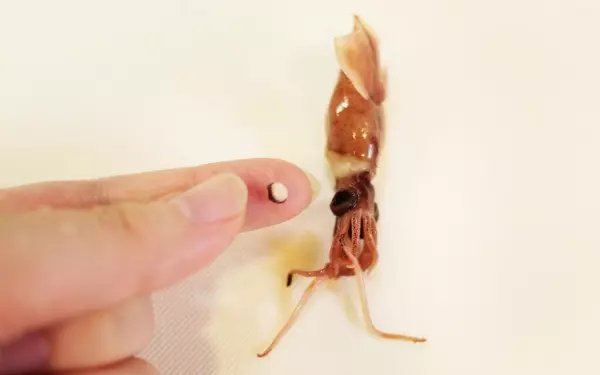 ホタルイカの脱オヤジレシピ。女子はホタルイカをパスタと食べるべし！