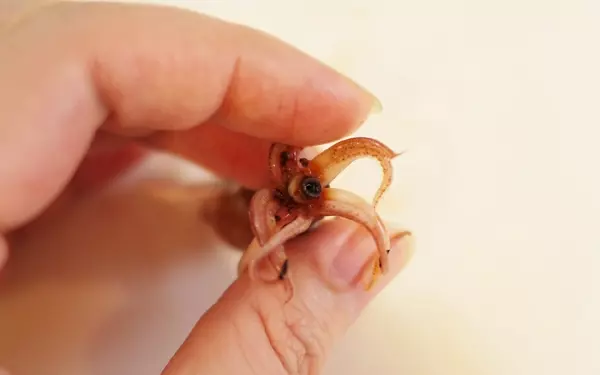 ホタルイカの脱オヤジレシピ。女子はホタルイカをパスタと食べるべし！