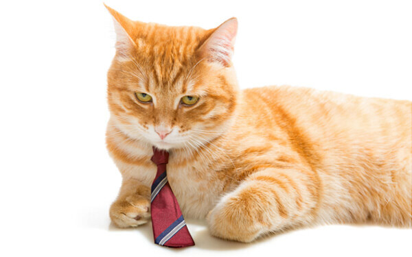 猫はさびしい思いをしている人のそばにいる。『すーちゃん まいちゃん さわ子さん』【映画ライター渡まち子の「猫目線」映画レビュー13】