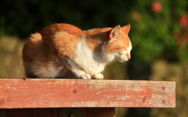 猫はさびしい思いをしている人のそばにいる。『すーちゃん まいちゃん さわ子さん』【映画ライター渡まち子の「猫目線」映画レビュー13】