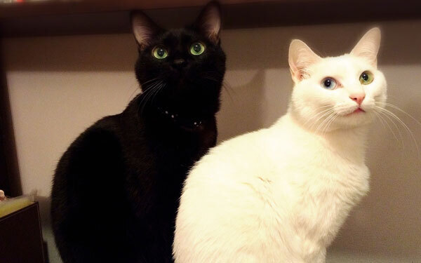 バカだニャ～、人間って！ 『黒猫・白猫』【映画ライター渡まち子の「猫目線」映画レビュー14】