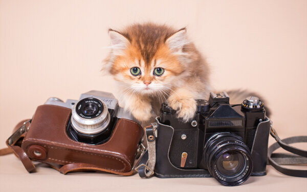 ニャーしか言わない！全編「ネコ語」の人形アニメが可愛すぎる 『こま撮りえいが こまねこ』【映画ライター渡まち子の「猫目線」映画レビュー15】