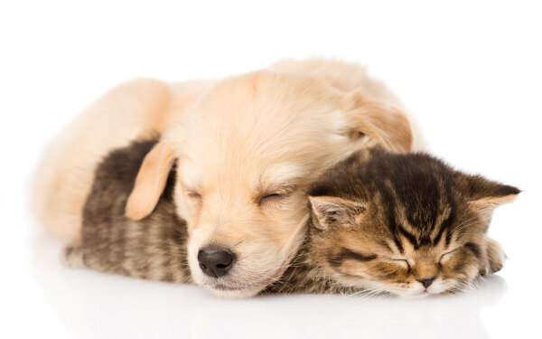 ニャーしか言わない！全編「ネコ語」の人形アニメが可愛すぎる 『こま撮りえいが こまねこ』【映画ライター渡まち子の「猫目線」映画レビュー15】