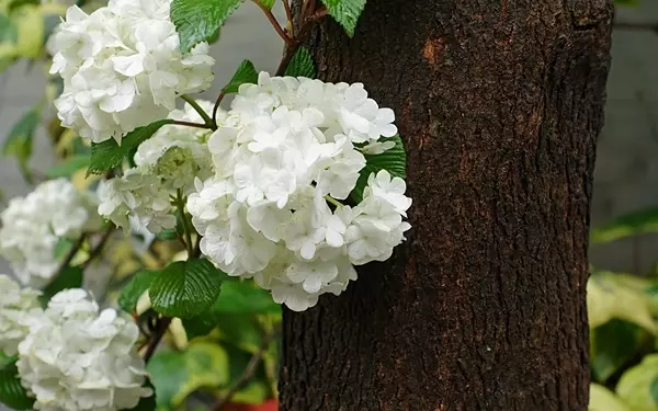 あたたかいパイ＆アイスクリームの最強コンビにやられます＠ブルームス